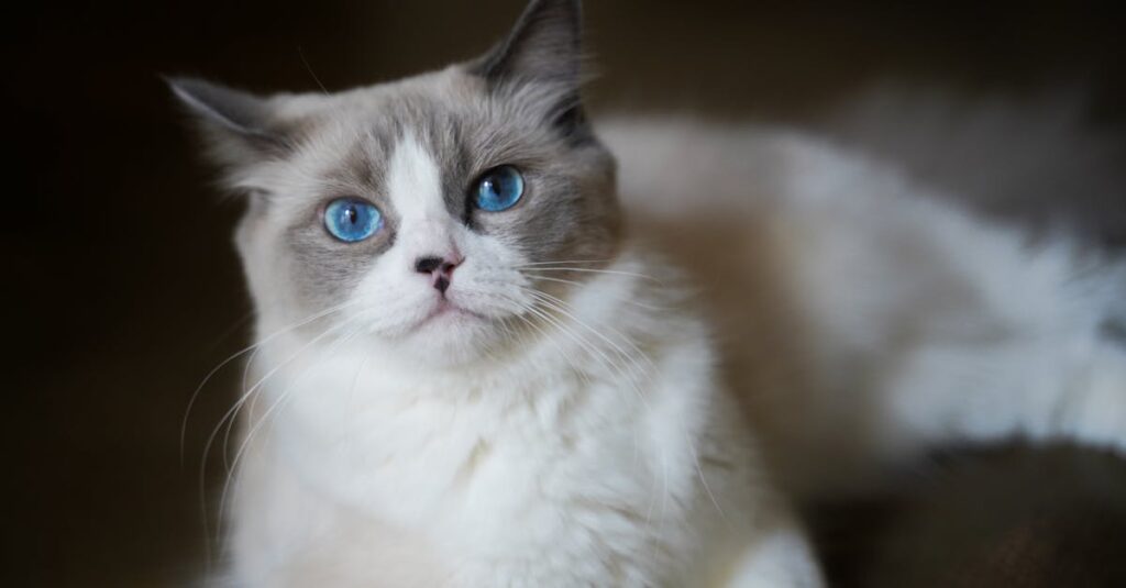 cuidados essenciais com gatos — Cuidados Essenciais para Manter Seu Gato Saudável