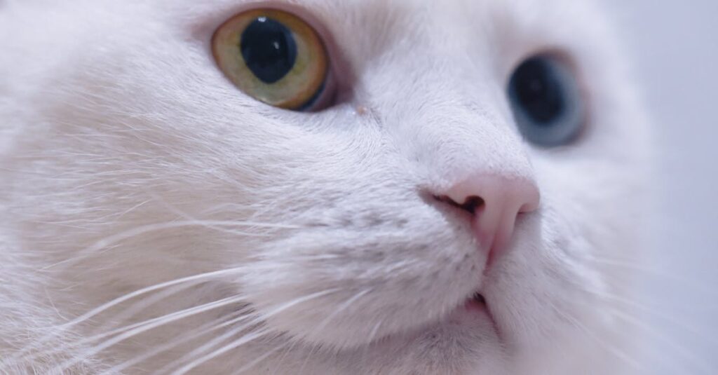 Guia Prático para Cuidar de um Filhote de Gato como cuidar de um filhote de gato — Guia Prático para Cuidar de um Filhote de Gato