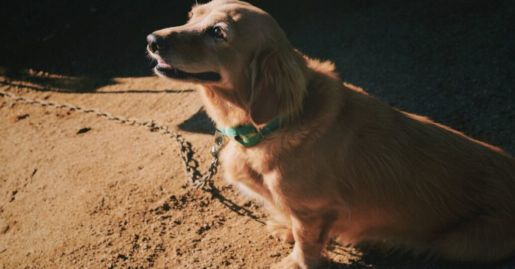 Dicas para uma Alimentação Saudável para Pets