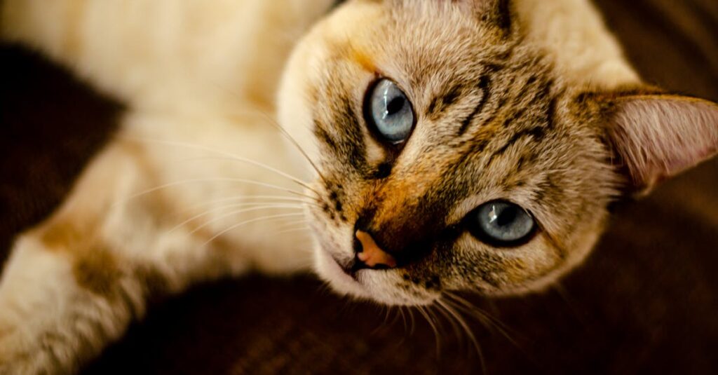 higiene correta para gatos — Como Manter a Higiene do Seu Gato: Passo a Passo