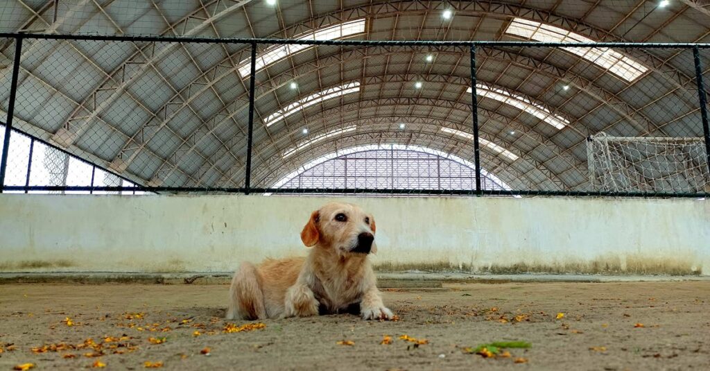 A importância da vacinação na prevenção de doenças em animais domésticos A importância da vacinação na prevenção de doenças em animais domésticos