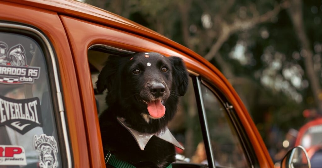 bem-estar animal no dia a dia — Práticas Diárias para Promover o Bem-Estar Animal