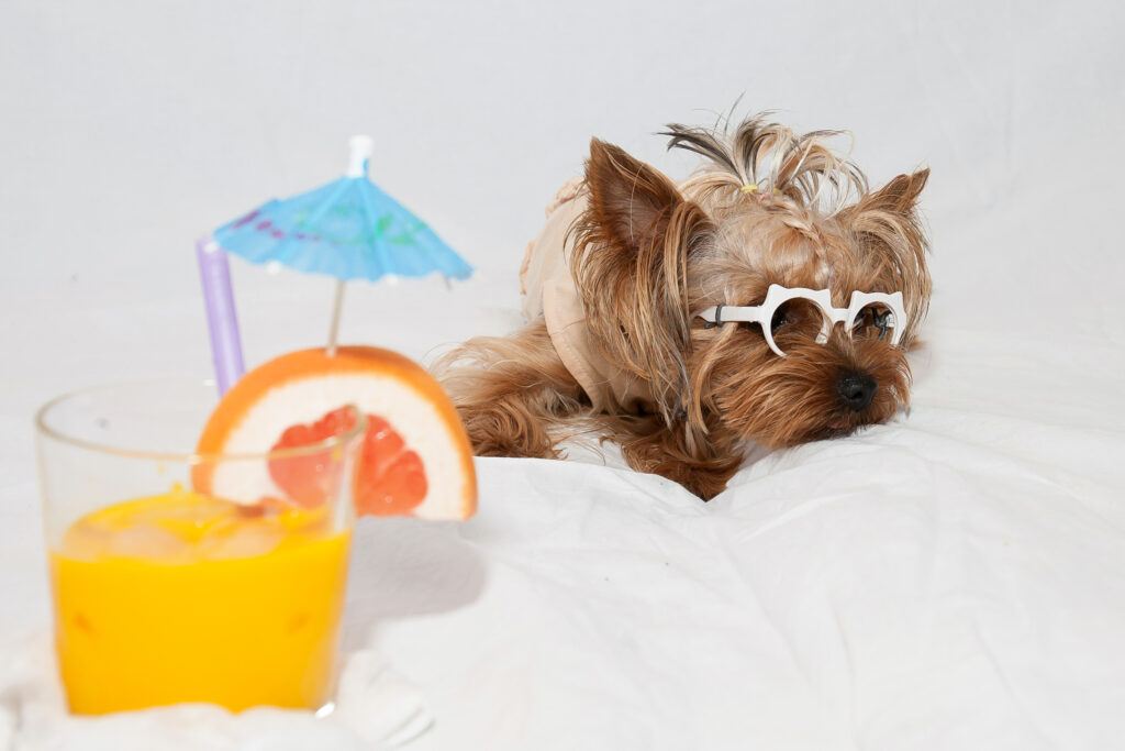 Cuidados essenciais para pets em dias quentes