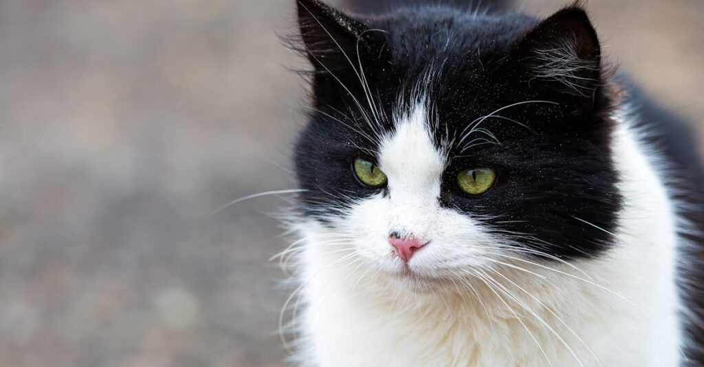 Tipos de ração para gatos: como escolher a melhor opção