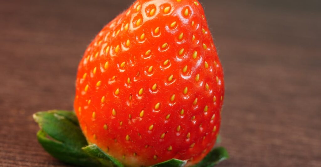 Alimentação natural pet — Como Introduzir a Alimentação Natural na Dieta do Seu Pet