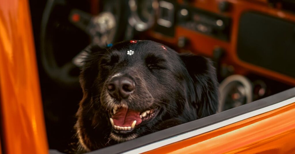 Benefícios da Ração Premium para a Saúde do Seu Pet