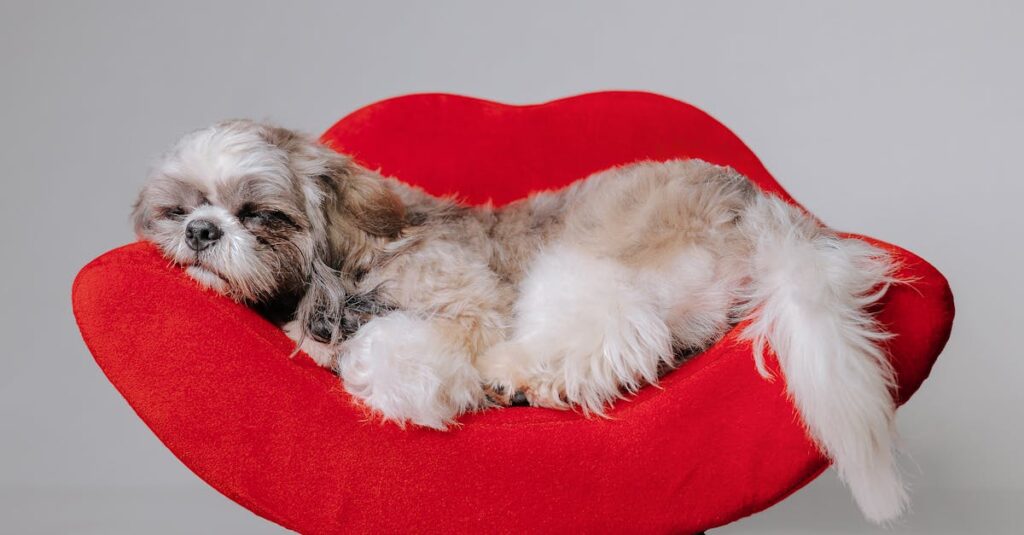 Suplementos para Pets: O que Você Precisa Saber Antes de Comprar Suplementos para Pets: O que Você Precisa Saber Antes de Comprar